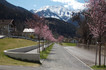 zams_80.1