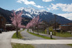 zams_78